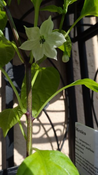 Bild 1 - die Blüte iner Jalapeno Mexico